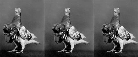 War Pigeons: The Humble Heroes Behind His Majesty’s Secret Service ...