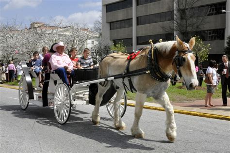 International Cherry Blossom Festival in Macon | Official Georgia Tourism & Travel Website ...