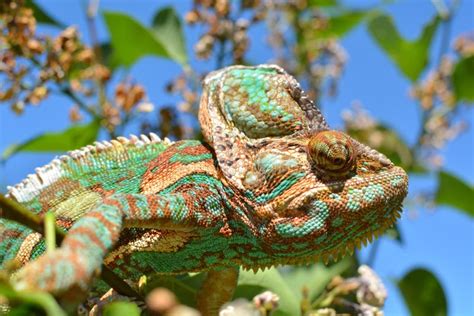 Green Chameleon Camouflage Take Nature Color Stock Image - Image of beach, animal: 118331051