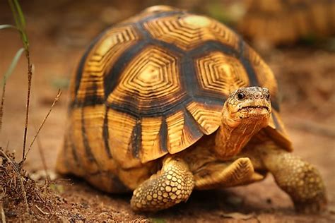 The Nine Species Of Tortoises On The Brink Of Extinction - WorldAtlas.com