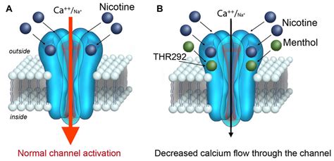 Receptors, Nicotinic; Nicotinic Receptors; Nicotinic Acetylcholine ...