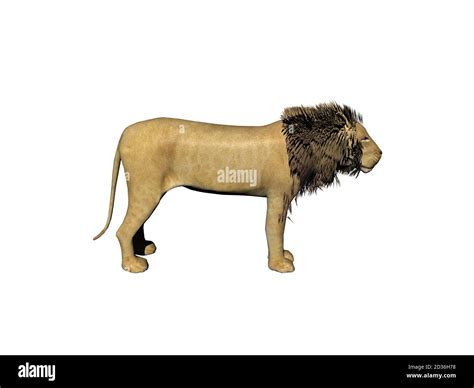 male lion with handsome mane Stock Photo - Alamy