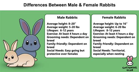 Differences Between Male & Female Rabbits | Cottontail Club