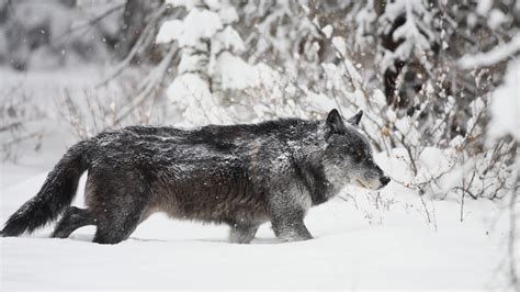 18 Facts About Timber Wolf - Facts.net