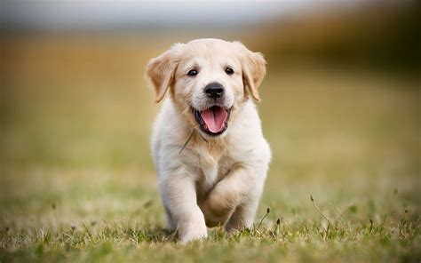 Golden Retriever, puppy, labradors, running dog, dogs, pets, cute dogs ...