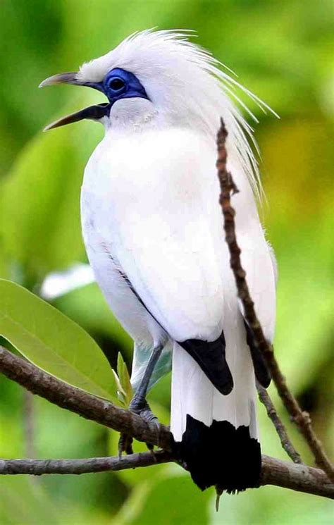 The Bali Myna - cuteanimalsworld