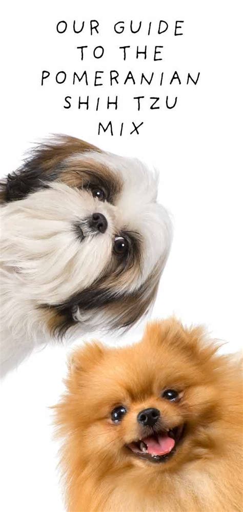 Pomeranian X Shih Tzu Full Grown - Pets Lovers