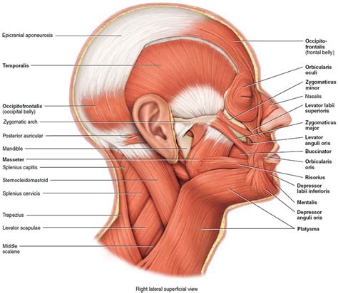 Mandible jaw bone anatomy, parts, function & mandible dislocation