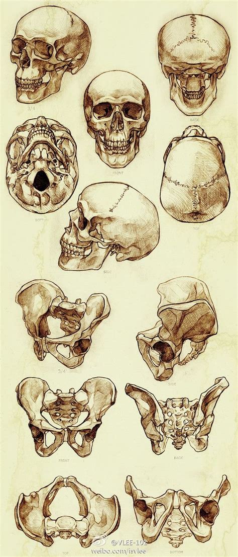 Sketchs | Anatomy art, Human anatomy art, Drawings