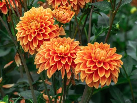 Wallpaper Orange dahlia flowering 1920x1440 HD Picture, Image