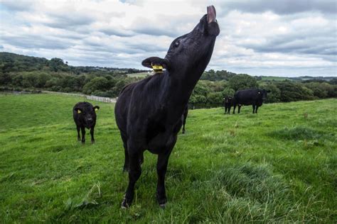 Award Winning Beef Producer Finnebrogue Will Develop Cultivated Wagyu ...