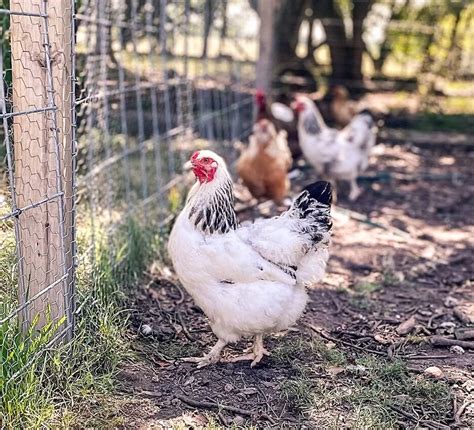 Raising Chickens at Home: The Best Breeds for Your Homestead - The Art of 1 Acre