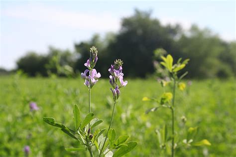 Alfalfa Field Flowering Stock Photo - Download Image Now - iStock