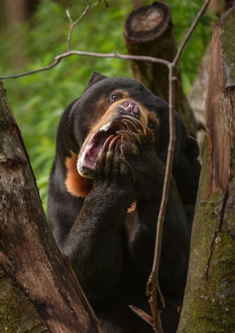 Malayan Sun Bear (Helarctos malayanus malayanus). | Malayan sun bear, Sun bears, Wildlife