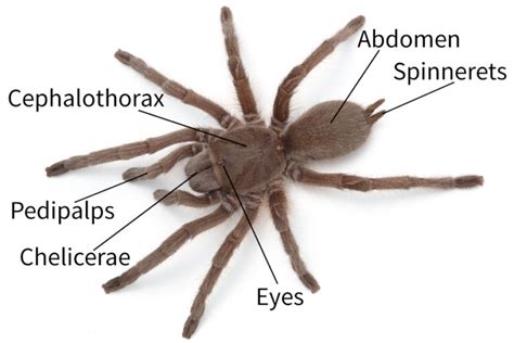 Spider anatomy - Spidentify