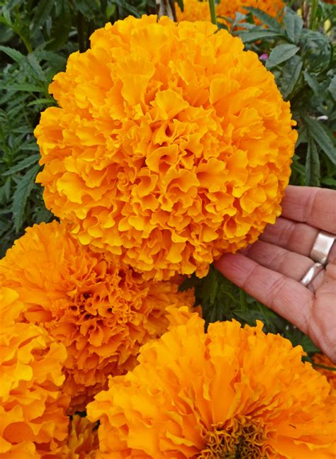 Photo #71147 | Tagetes 'Day of the Dead Orange' | plant lust