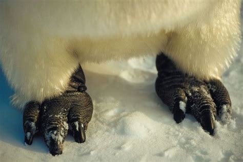 32 best penguin feathers and feet images on Pinterest | Feathers, Penguins and Feather