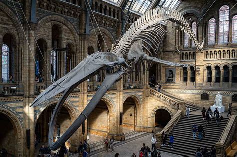 Blue whale Skeleton in Natural History Museum - Ed O'Keeffe Photography