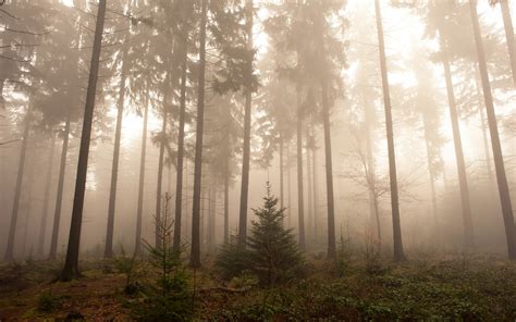 🔥 [44+] Foggy Forest Wallpapers | WallpaperSafari