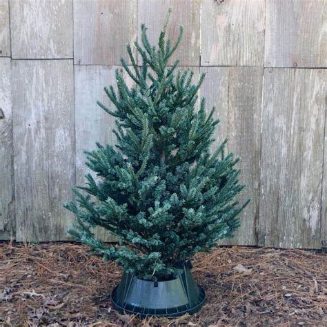 national PLANT NETWORK 3 ft. to 4 ft. Freshly Cut Black Hill Spruce ...