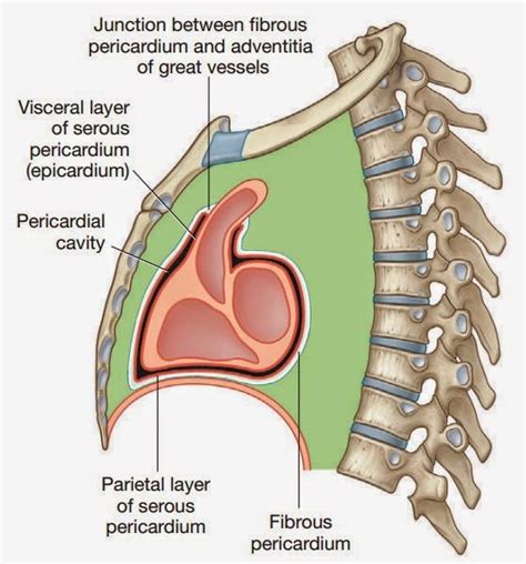 Visceral and parietal layer of serous pericardium