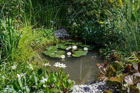 Best Pond Plants | BBC Gardeners World Magazine