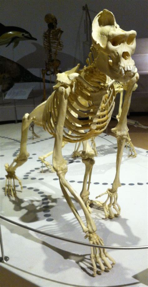 gorilla | Animal skeletons, Human skeleton anatomy, Skeleton anatomy