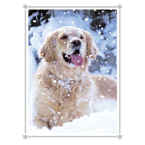 Golden Retriever Christmas Cards My Choice Finds