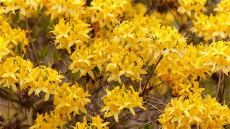 Popular Yellow Flowering Shrubs - The Garden Shed