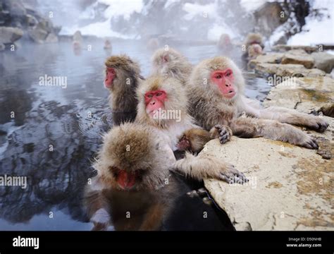 Japanese Snow Monkeys bath in hot springs in Nagano, Japan Stock Photo ...