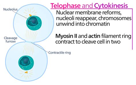 Telophase Diagram Labeled