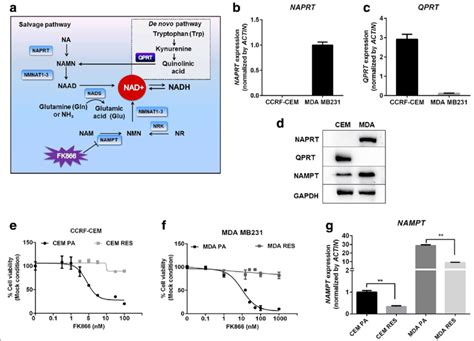 Overview of NAD biosynthesis pathway and genetic differences in NAD(H)... | Download Scientific ...