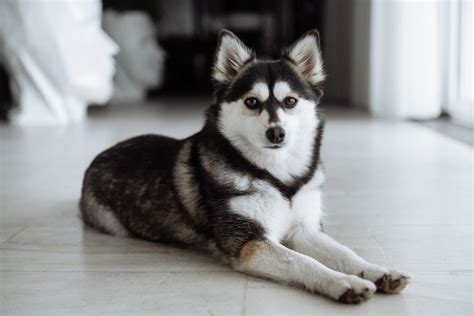 A Teacup Husky – Everything You Need To Know About This Dog