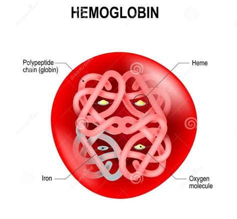 Red Blood Cell Diagram / What is an example of a red blood cells diagram? - Quora / Congenital ...