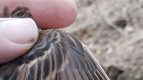 Hertfordshire rare sighting of little bunting 'very special' - BBC News