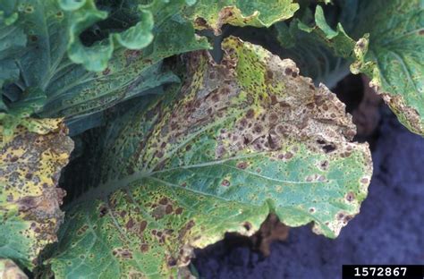 Alternaria leaf spot and head rot of Brassica crops | UMN Extension