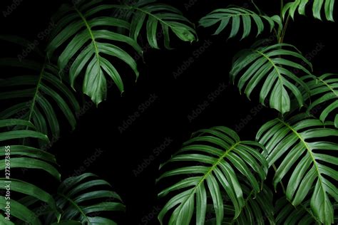 Dark green leaves of native Monstera the tropical forest plant evergreen vines, nature leaf ...