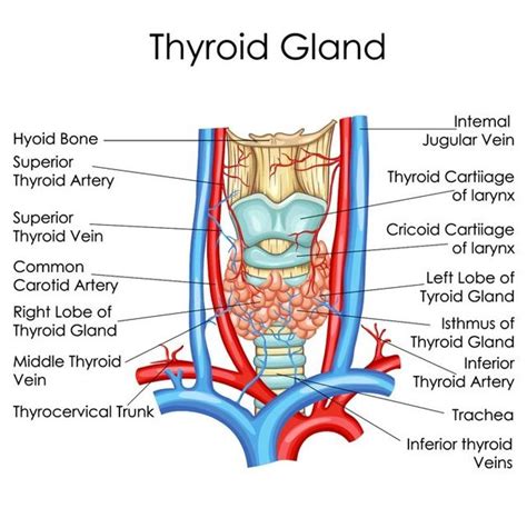 Thyroid Gland Anatomy