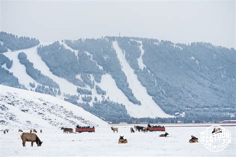 Trip Report: Winter in Wonderland Grand Teton and Yellowstone Adventure ...