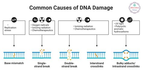 DNA Damage and DNA Repair: Types and Mechanism