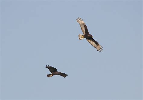 Utah Bird Records Committee - Sighting Record