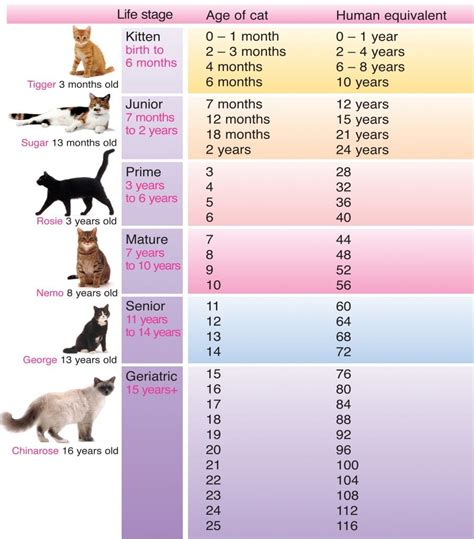 Cat Years to Human Years: How Old is My Cat? | The Dog People by Rover.com