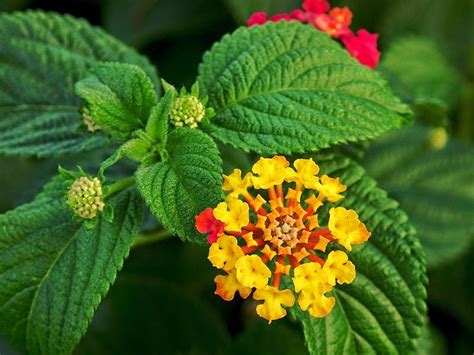 Flower Homes: Lantana Flowers