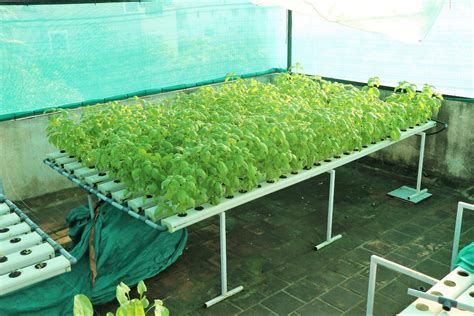 What is Commercial Hydroponic? - Balcony Crops