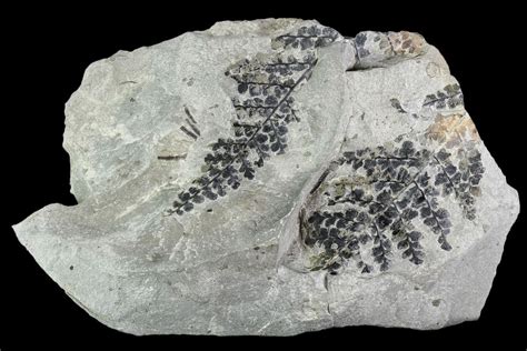 6.7" Pennsylvanian Fossil Fern (Sphenopteris) Plate - Kentucky (#112919 ...