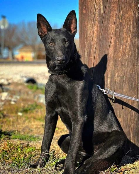 Black Belgian Malinois: Dog Breed Profile, Pictures & Facts