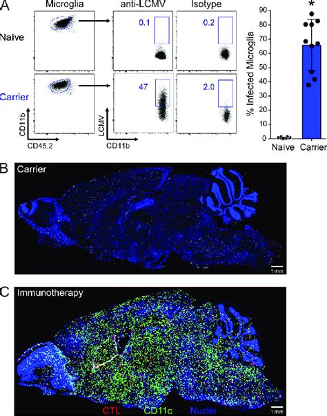 Distribution of viral antigen and CD11c expression in the persistently... | Download Scientific ...