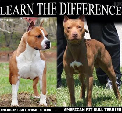 Blog do Pit Bull: American pit bull terrier VS American staffordshire terrier