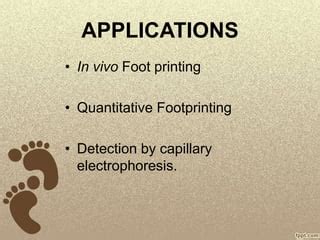 Dna Footprinting | PPT