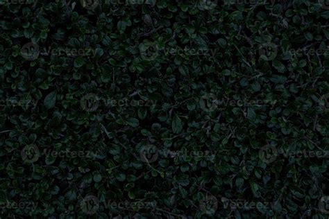 Green Leaves Texture Background in Dark Tone. 19937568 Stock Photo at ...